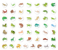 Stickers op rol met hagedissen – 200 stuks